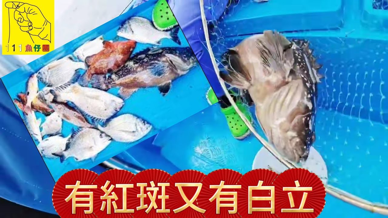 有紅斑又有白立#釣魚 