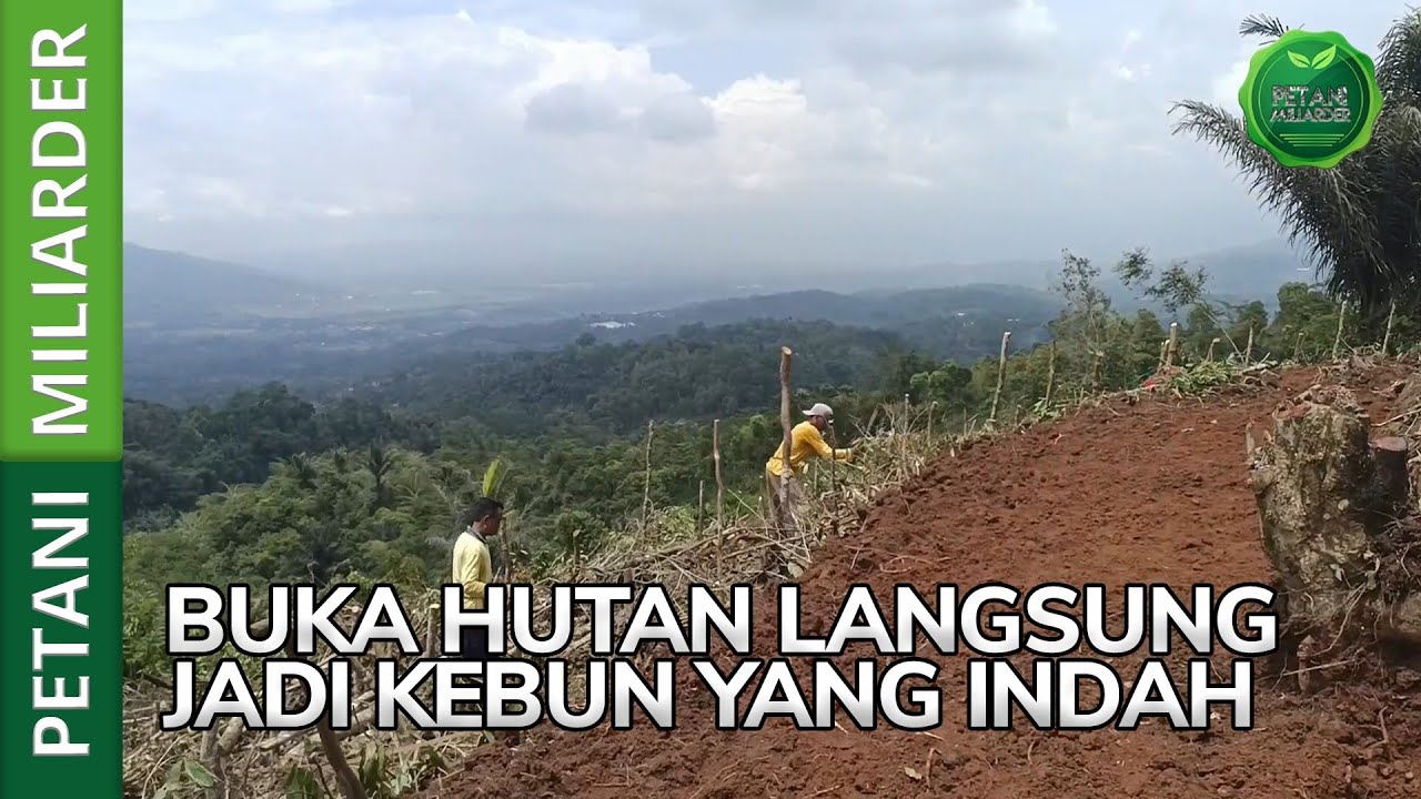 BUKA HUTAN LANGSUNG JADI KEBUN YANG INDAH || PETANI MILIARDER