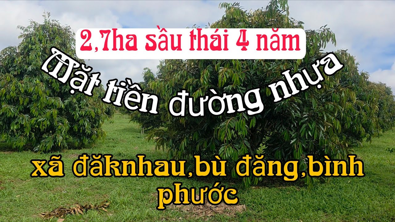 Vườn sầu riêng 4 năm mặt đường nhựa.2,7ha giá 3,2 tỉ/ha