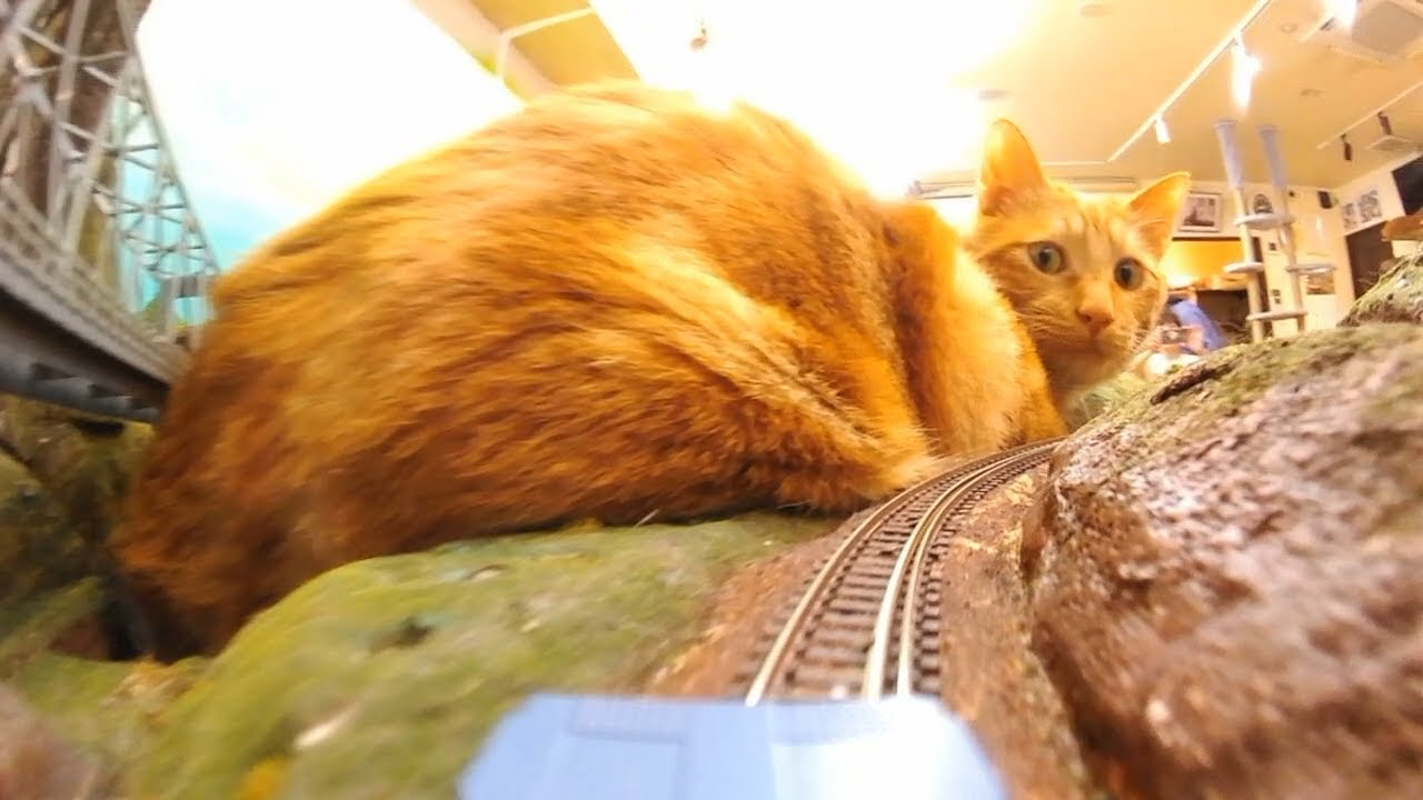 A train can't beat a cat.एक रेलगाड़ी बिल्ली को नहीं हरा सकती.