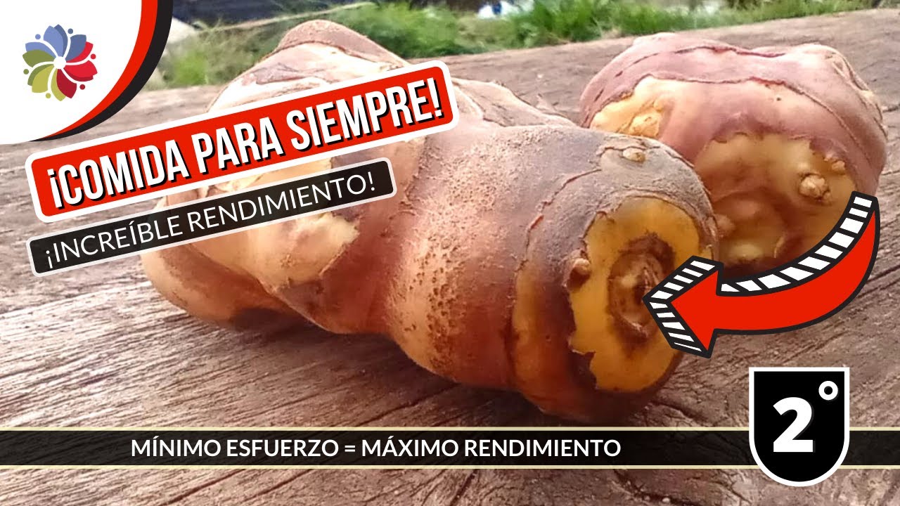 🥔 ¡COMIDA para SIEMPRE! ¡77 Kilos por M2! 😲 - Este CULTIVO rompe con todos los moldes. VIDEO EXTRA.
