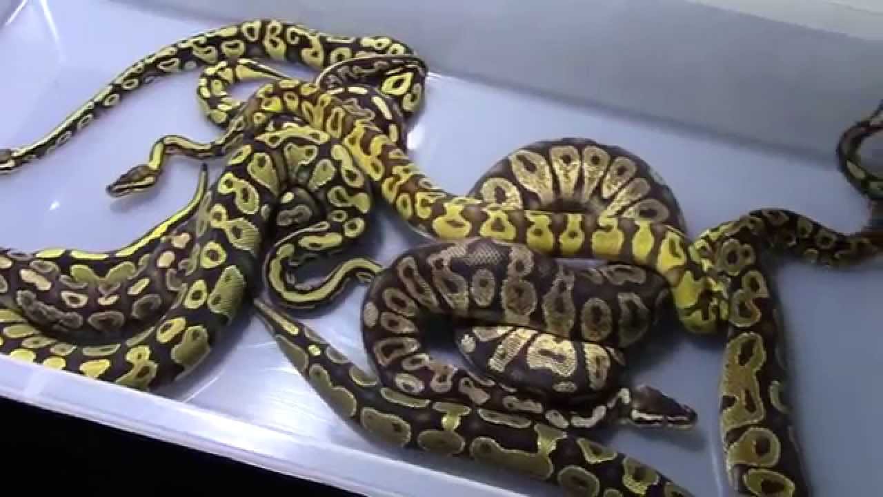 Yellow Belly Ball Pythons