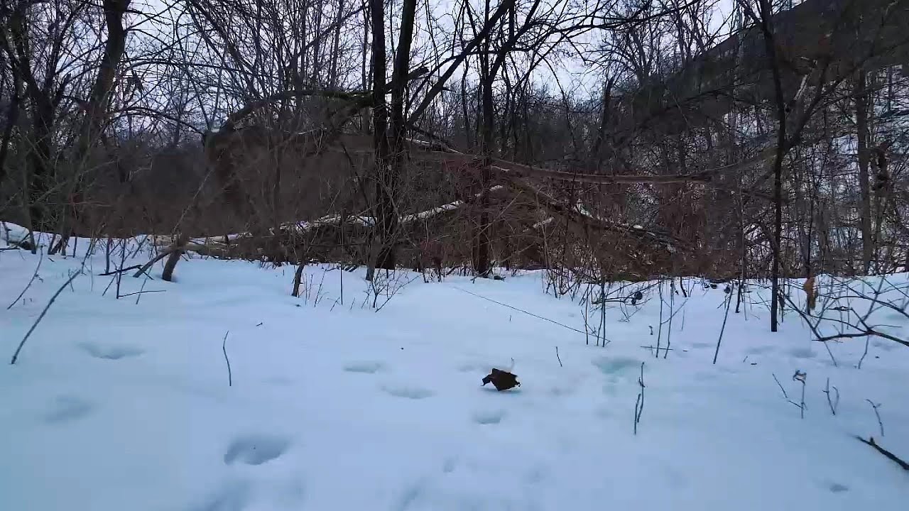 wandering through frozen woods