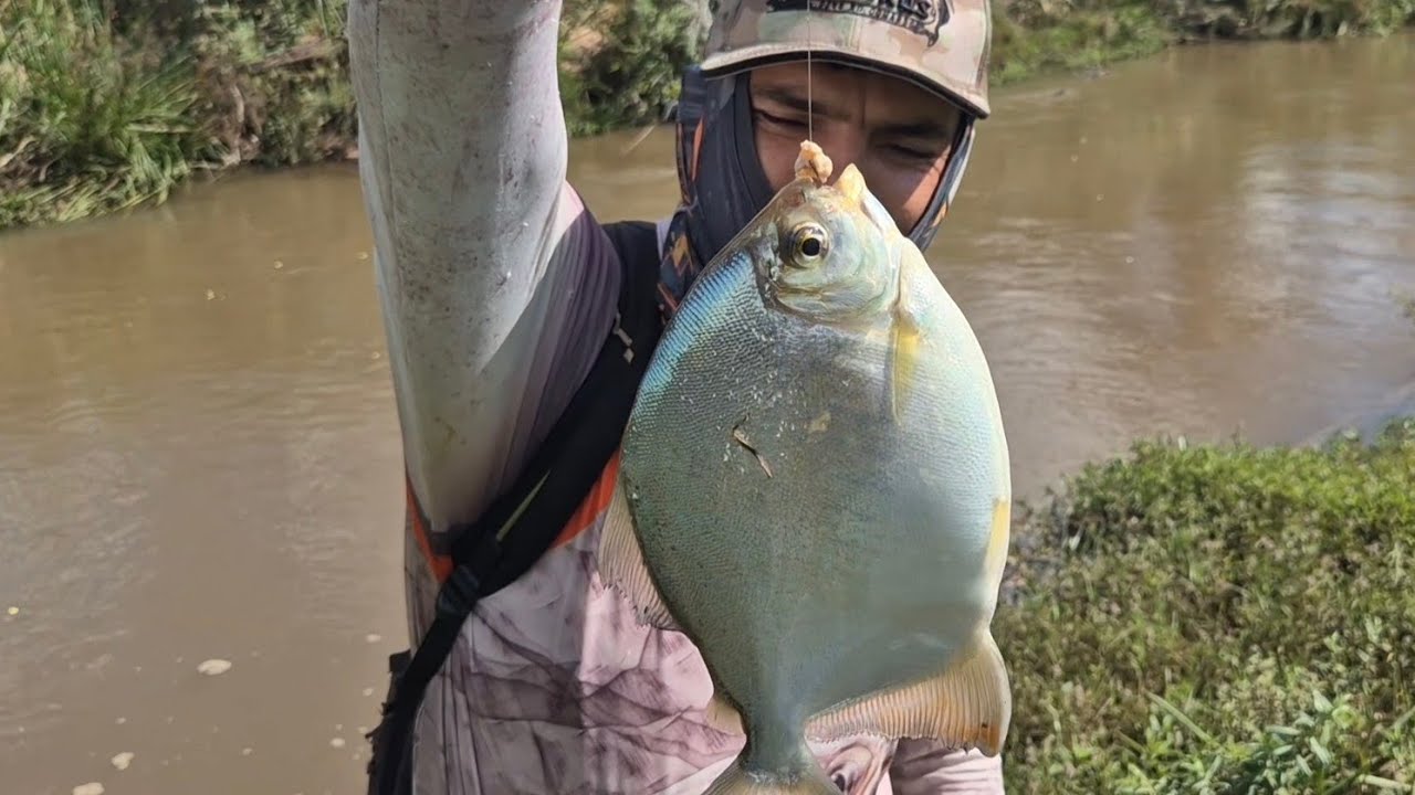 DERRUBEI AS FRUTINHAS NO RIO E OS PACUS ATACARAM A ISCA COM TUDO!!!!!