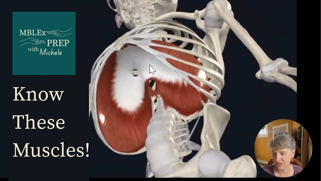 MBLEx Kinesiology: Spine & Thorax Muscles You NEED to Know to Pass