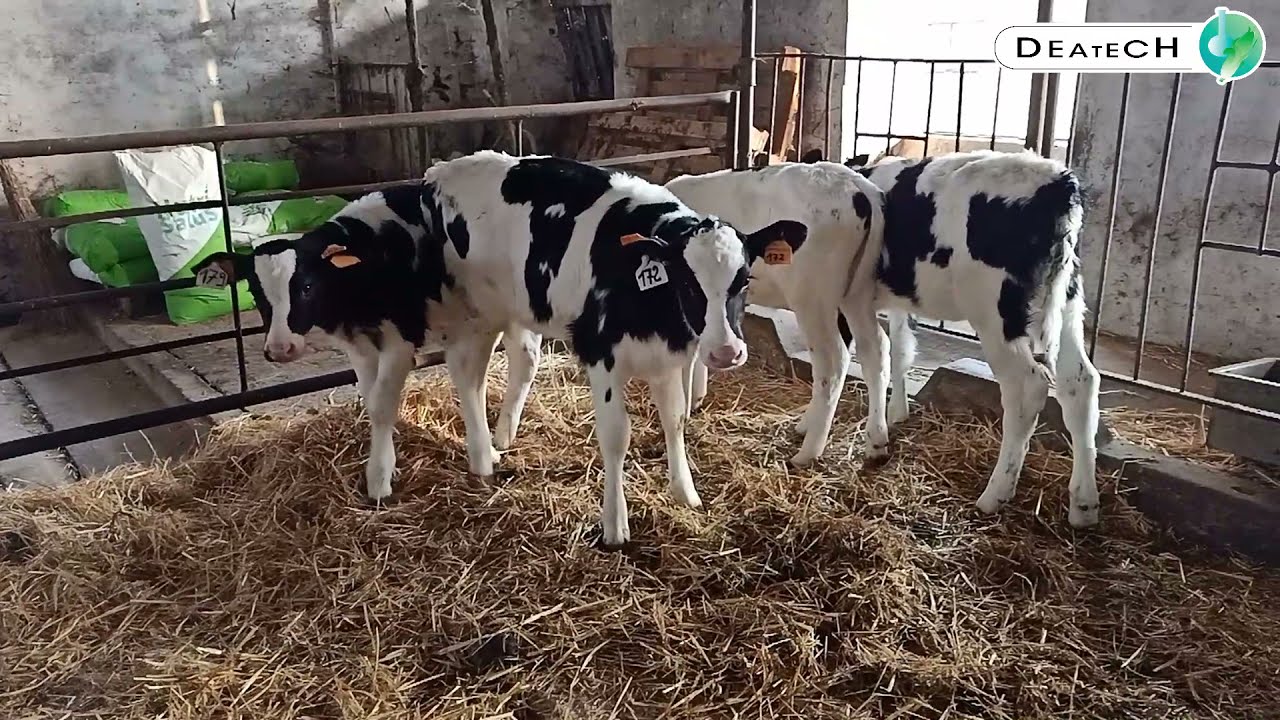 💥 CERCHI UNA SOLUZIONE COMPLETA PER SVEZZARE AL MEGLIO I TUOI VITELLI?