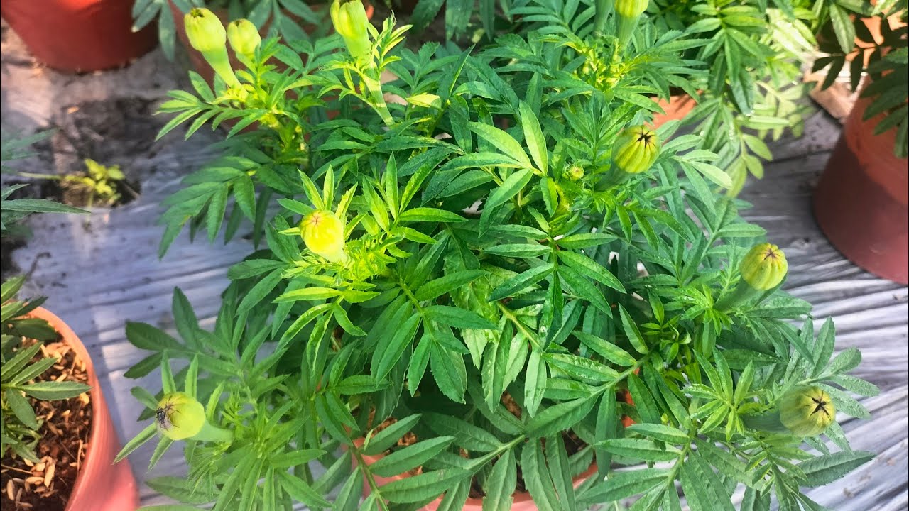 Vạn thọ lùn kim cương, mỹ cam (9/12)  #vantho #garden #flowers #nhavuon #hoakiengbentre
