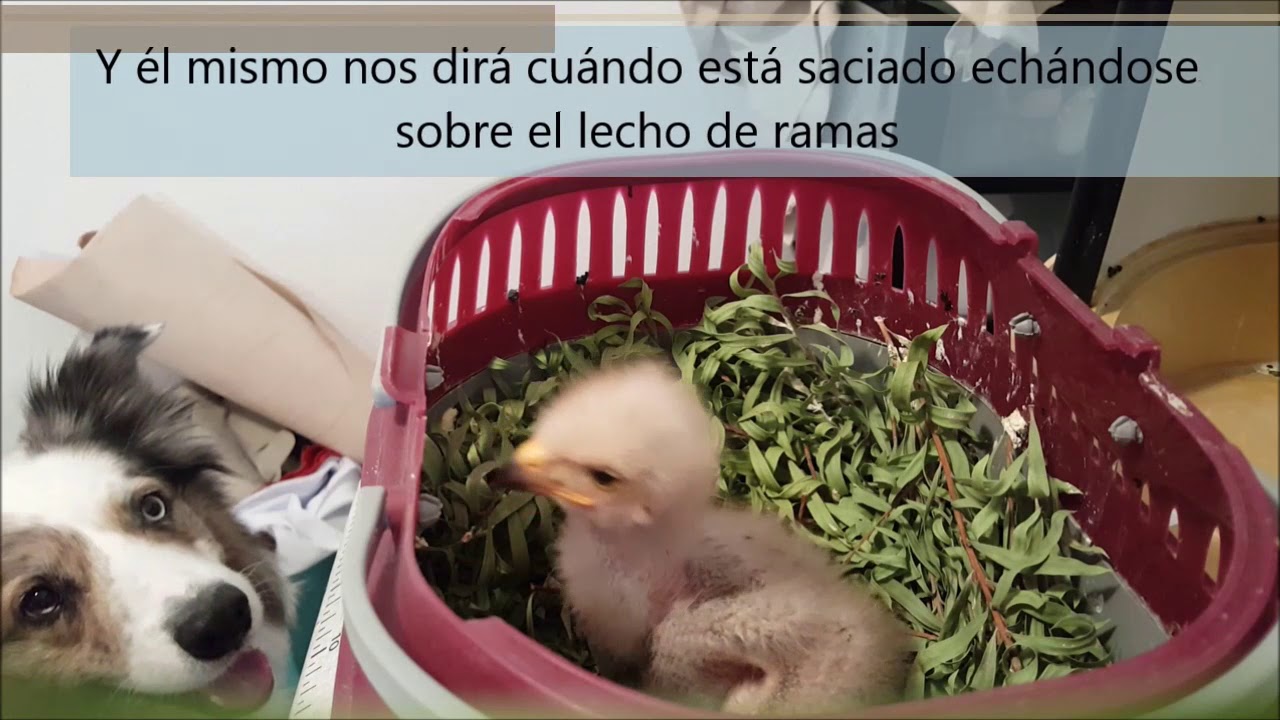 Cetrería Aurelio - Cría de águila de harris