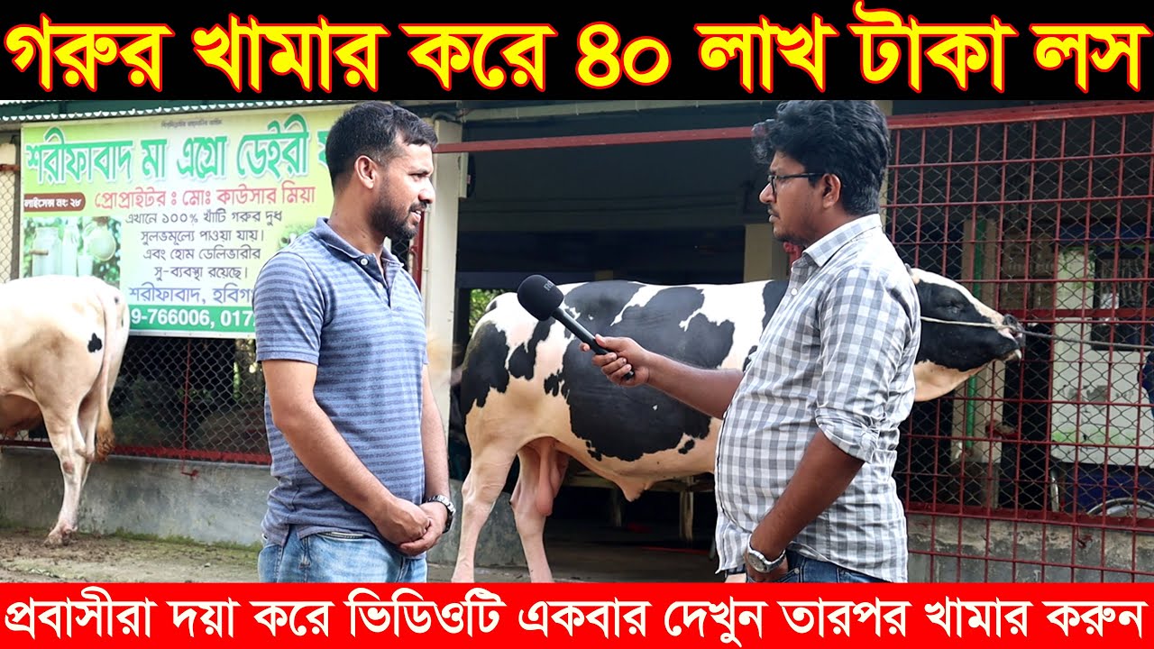 গরুর খামার করে ৪০ লাখ টাকা লস জানুন বিস্তারিত।প্রবাসীরা ভাইয়েরা ভিডিওটি একবার দেখুন তারপর খামার করুন