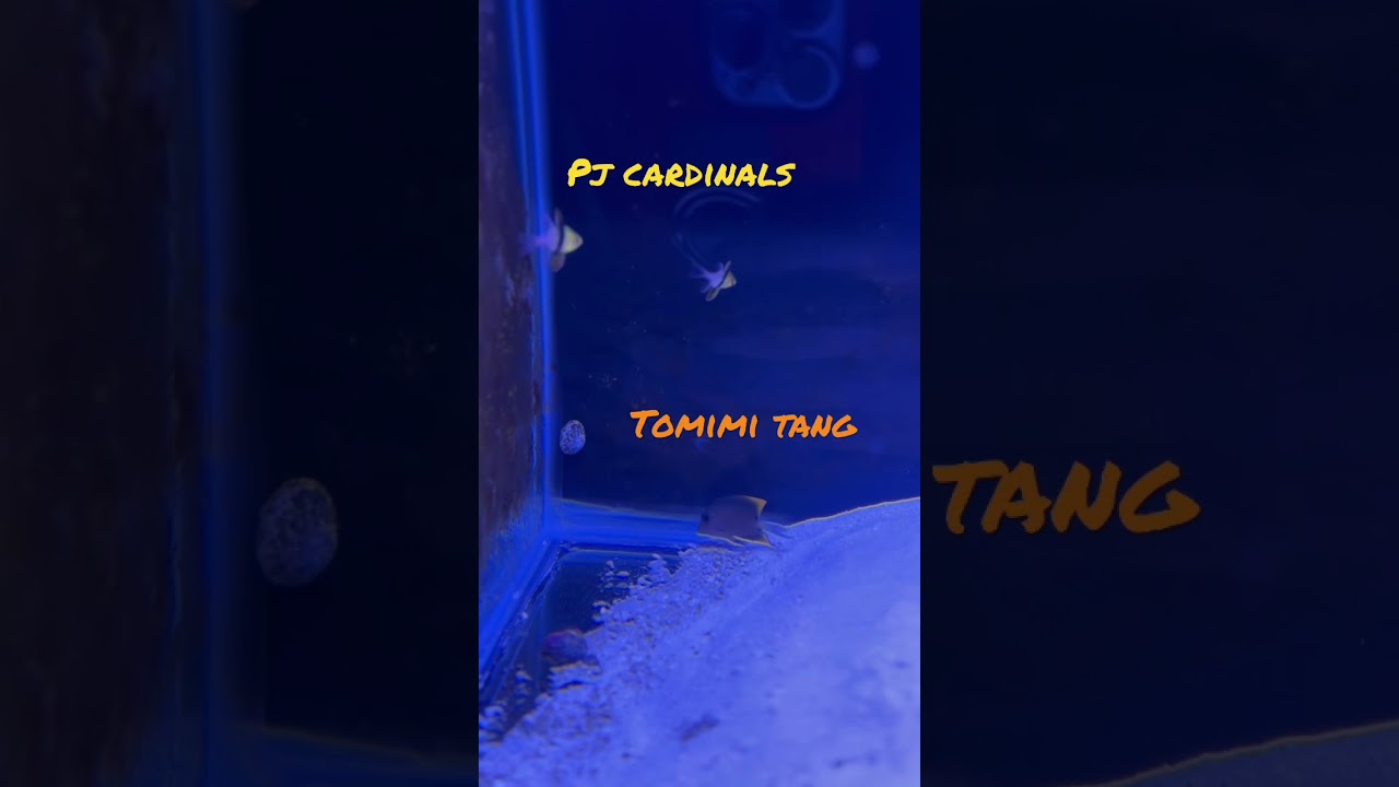 Tomini Tang! #shorts #aquascape