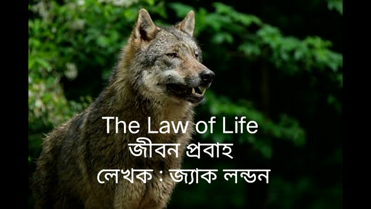 The Law of Life। জীবন প্রবাহ। লেখক জ্যাক লন্ডন। 
