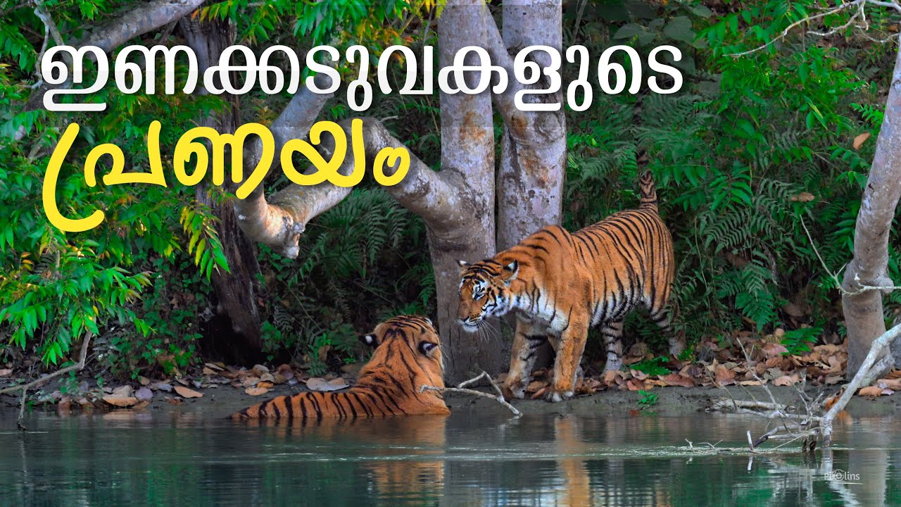 പ്രണയിക്കുന്ന കടുവകൾ | Rare sighting during safari in Pilibhit Tiger Reserve | 4K