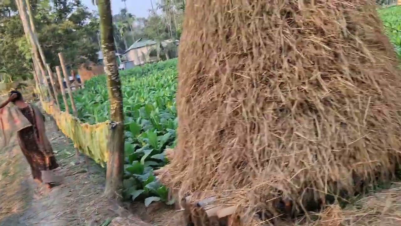 রাস্তার পথে মন ছুঁয়ে যাওয়া প্রাকৃতিক দৃশ্য | Beautiful RoadNature View 2026