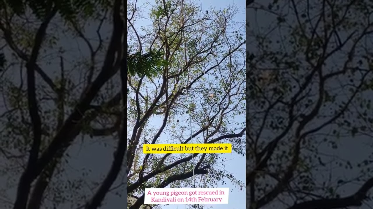 Bird Rescue in Kandivali by 