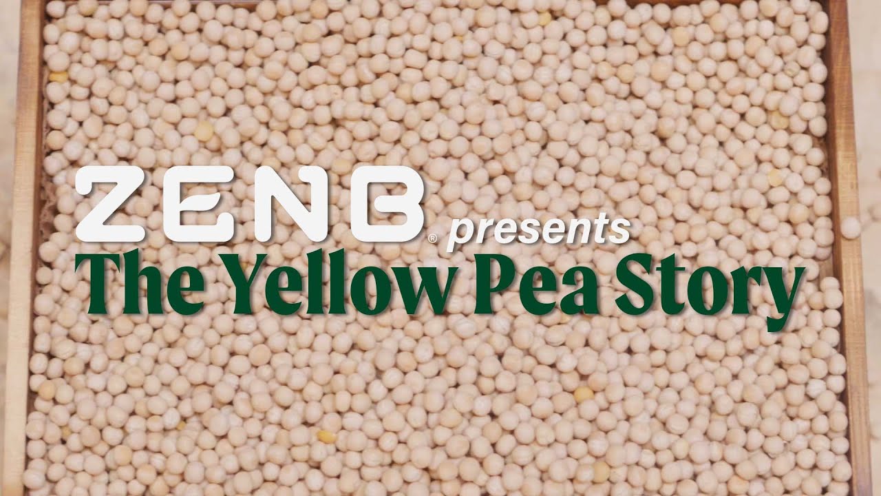 ZENB Presents | The Yellow Pea Story