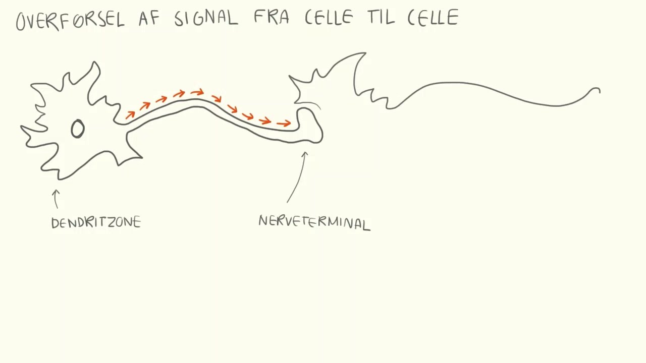 Neurologi - Synapser | Biotech Academy