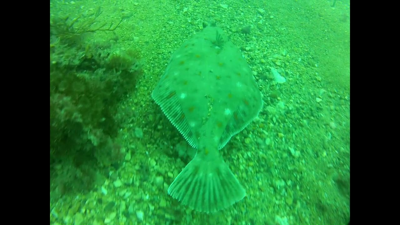 Portland Harbour Scuba Dive