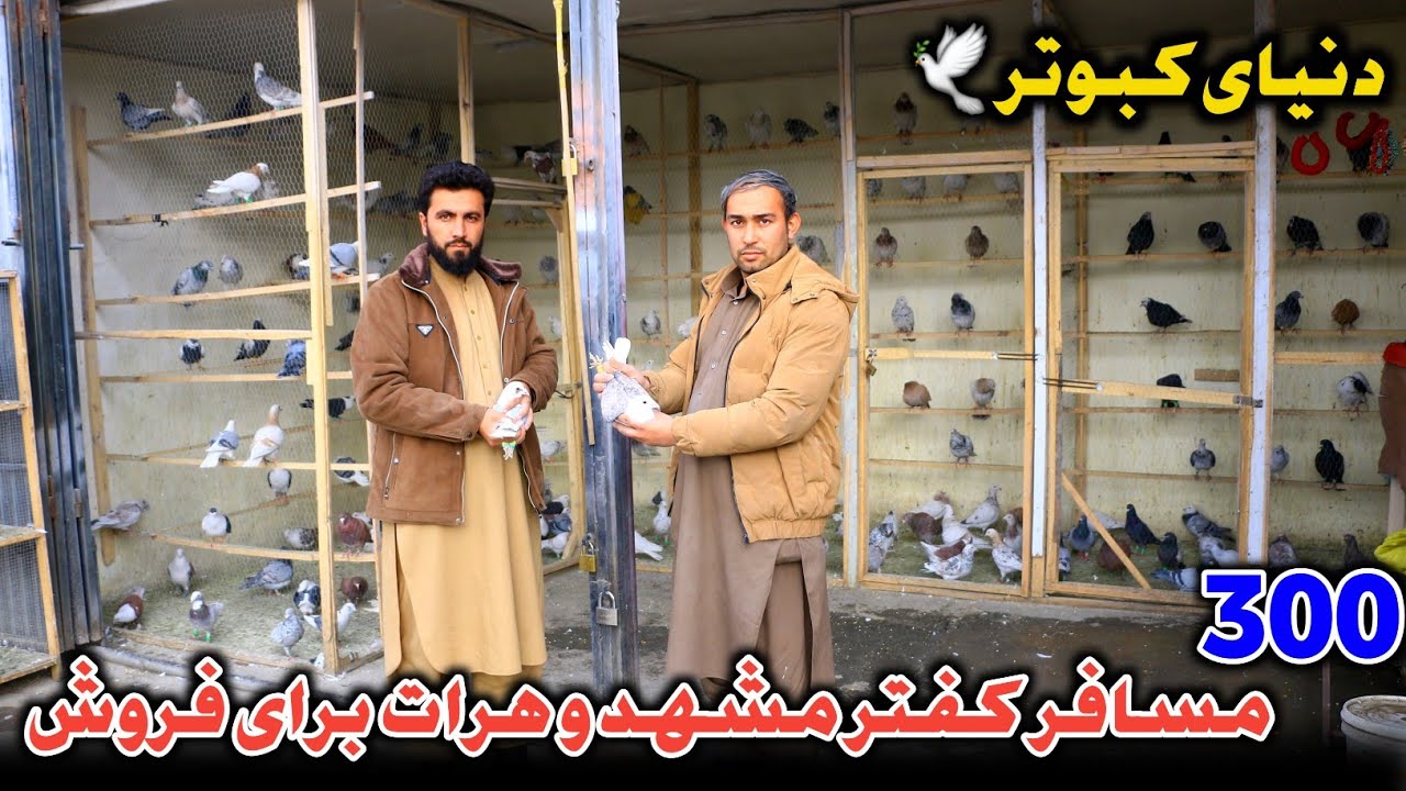 دنیای کبوتر | 300 کفتر مسافر مشهد و هرات برای فروش | خیل جدید دوکان ابراهیم هراتی 