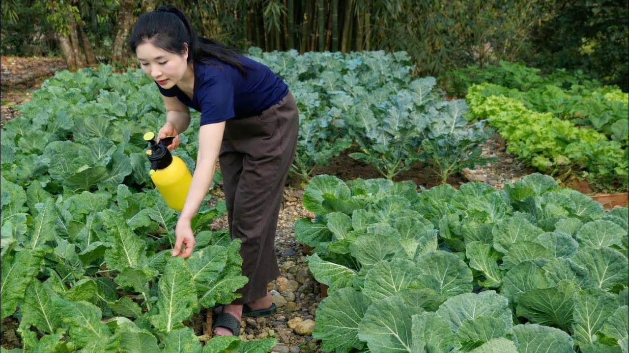 Expand and develop a thriving vegetable garden. Harvest vegetables for cooking.