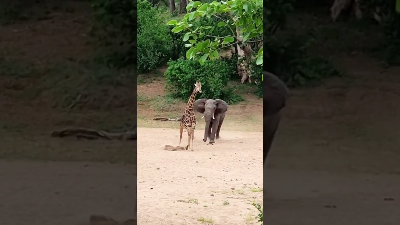 Giraffe Escapes Charging Elephant