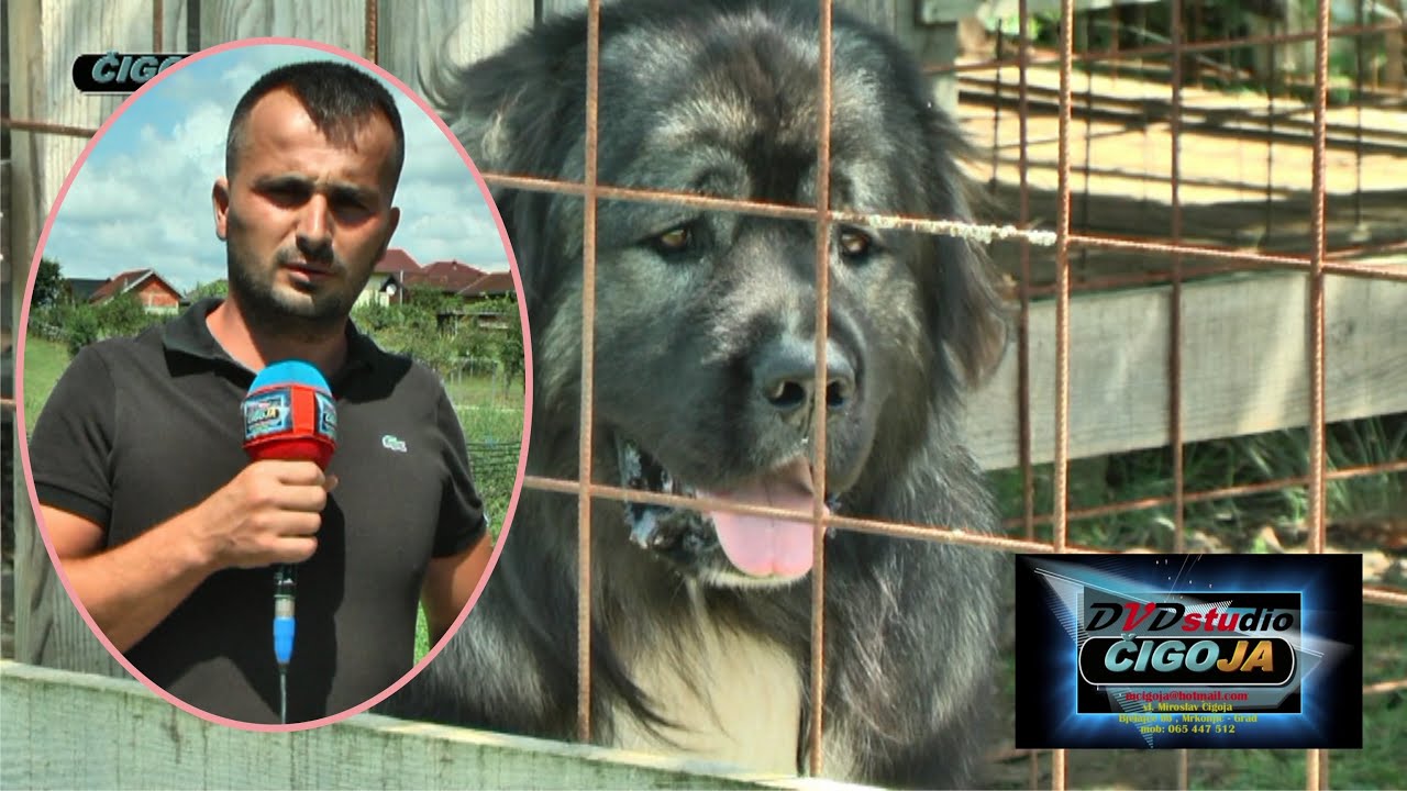 PAS KAVKASKI OVCAR VELIKA LJUBAV RIFATA KUMALICA IZ TOMINE SANSKI MOST 2020 /Caucasian Shepherd dog/