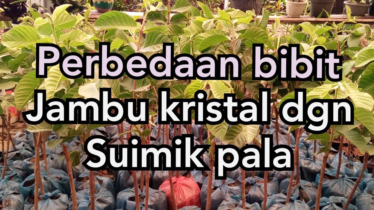 PERBEDAAN BIBIT JAMBU KRISTAL DENGAN SUIMIK PALA