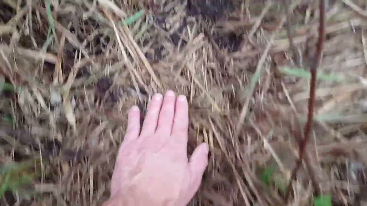 How to Identify a Beaver and Otter Crossover for Trapping 2016