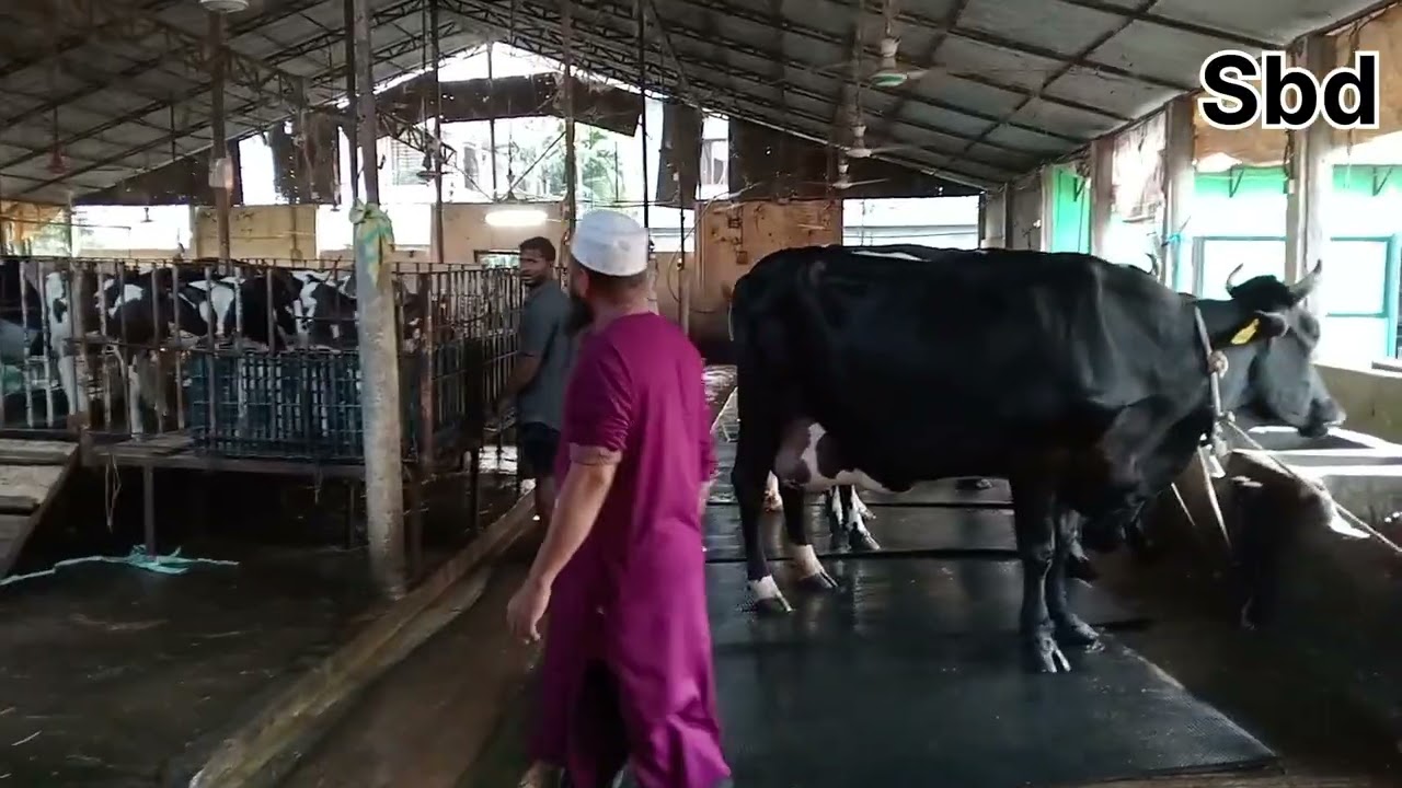গাভী পালন করে রাতারাতি বড়লোক হোন?