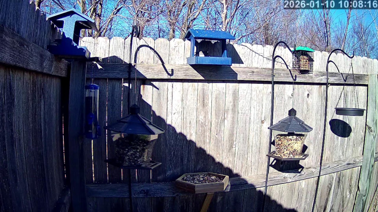 Bird Feeder Cam - Oklahoma