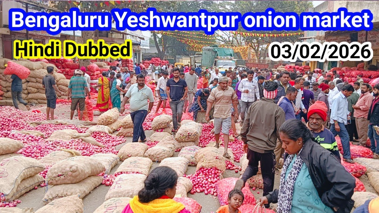 Today Bengaluru Yashwantpur Onion Mandi Rate – Jump 🚀 or Down 📉? Onion Kanda iroli vengai pyaj mandi