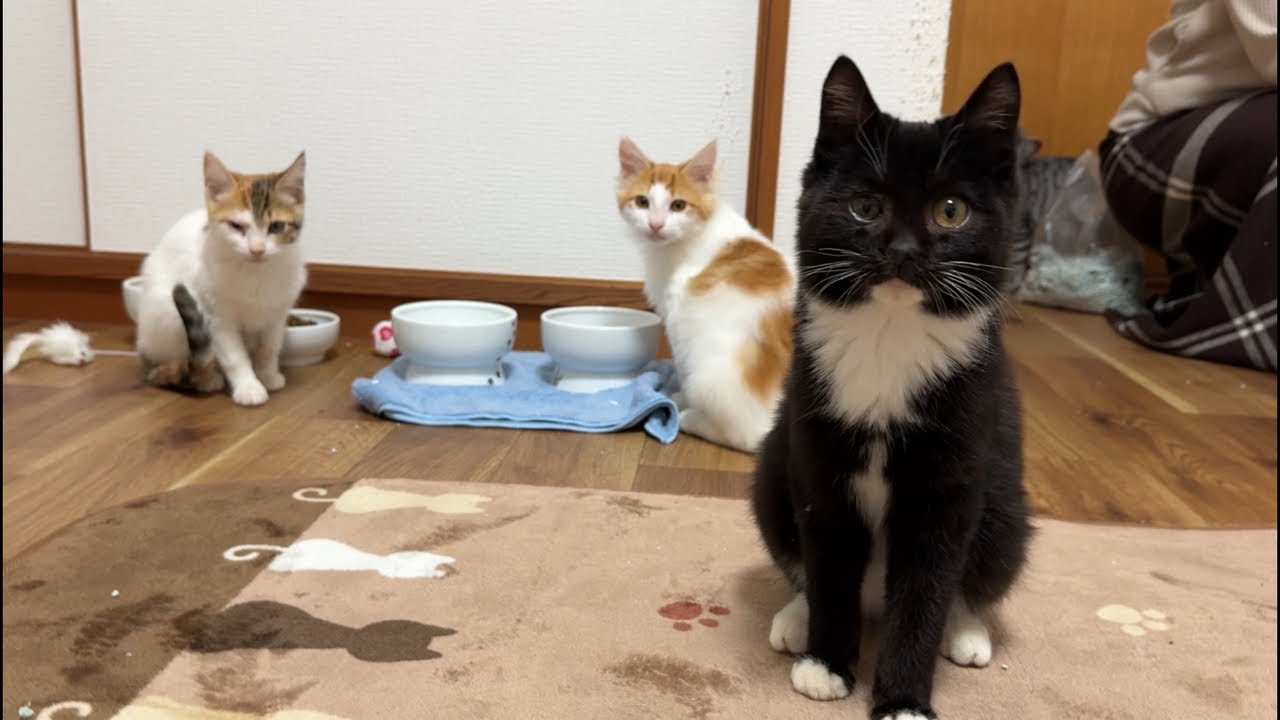 昨日保護した子猫のお披露目と謎の黒猫パーヤン
