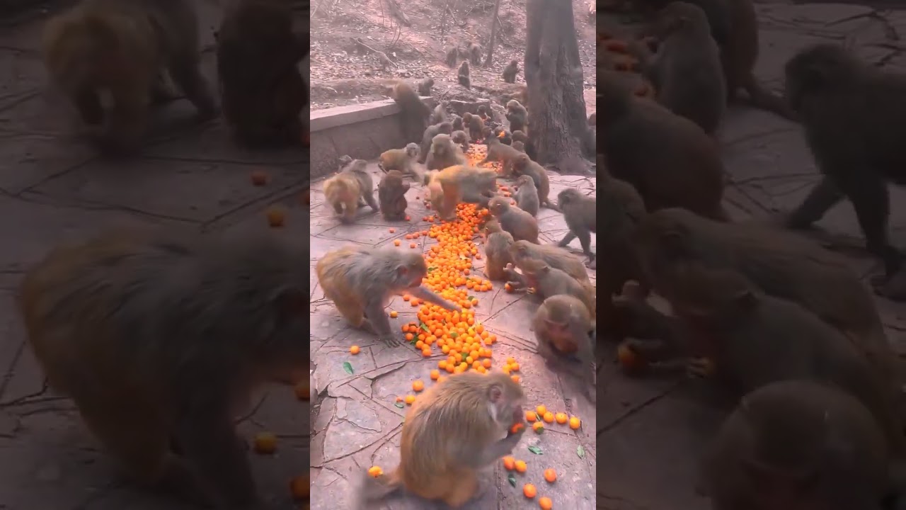 monkey,monkey baby,baby monkey,animals,funny animals,baby monkey | Ep06
