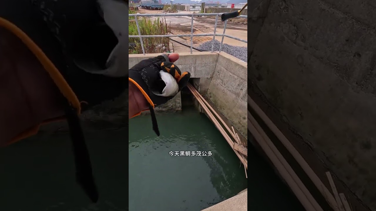 退潮之后鱼口很夸张，忙不过来#原来钓鱼才是抖音运动的顶流 #钓鱼
