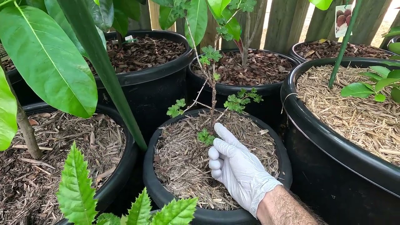 My fruit tree paradise in the subtropics of Brisbane, Queensland Australia.