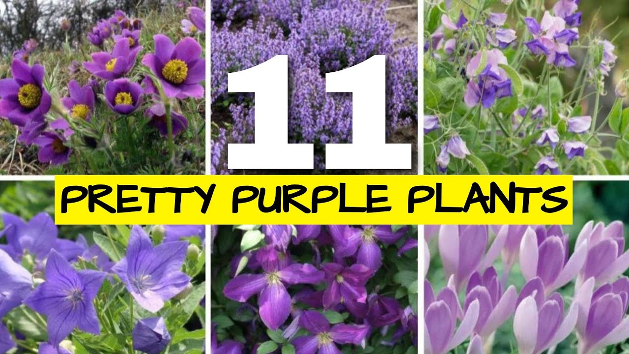 11 Purple Flowers for a Stunning Cottage Garden in Every Season