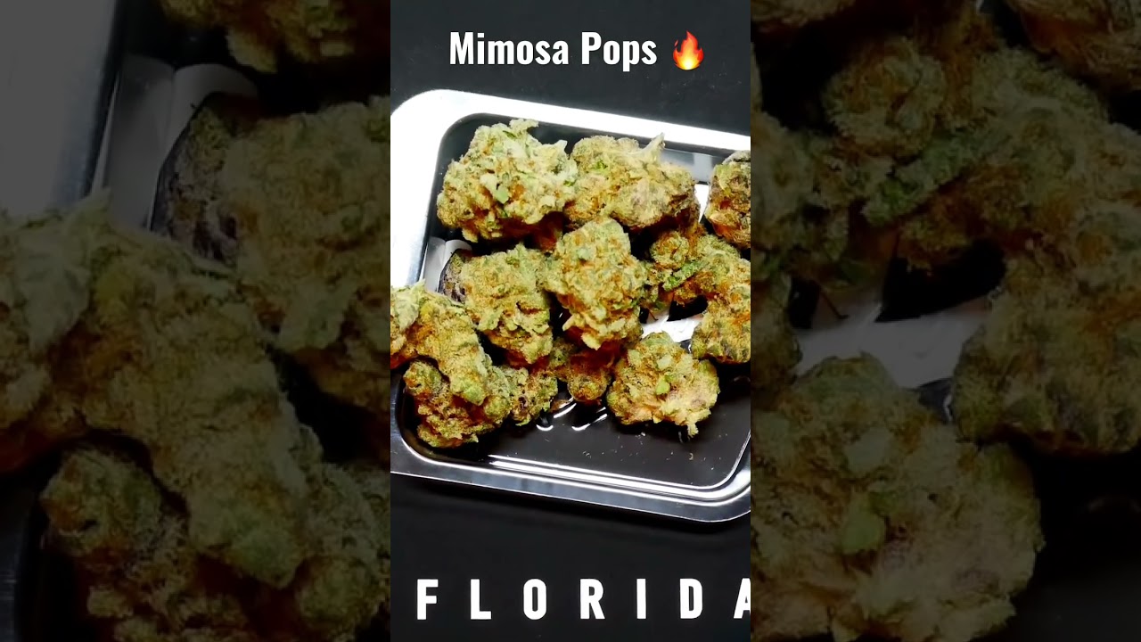 Mimosa Pops 🔥 Strain Review by Randy Rhoads FL #jungleboys #shorts