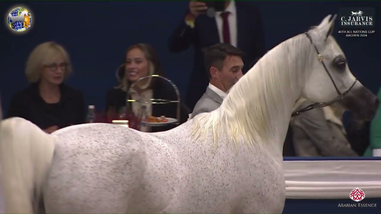 N 92 D SHAHLA   40th All Nations Cup Aachen 2024   Mares 11+ Years O