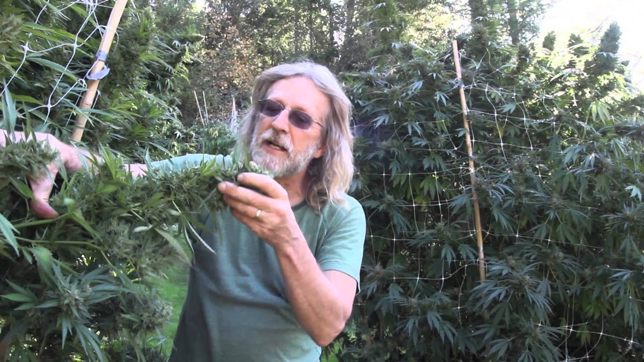 Grow Cannabis &ndash; Sour Diesel Harvest &ndash; by Jorge Cervantes