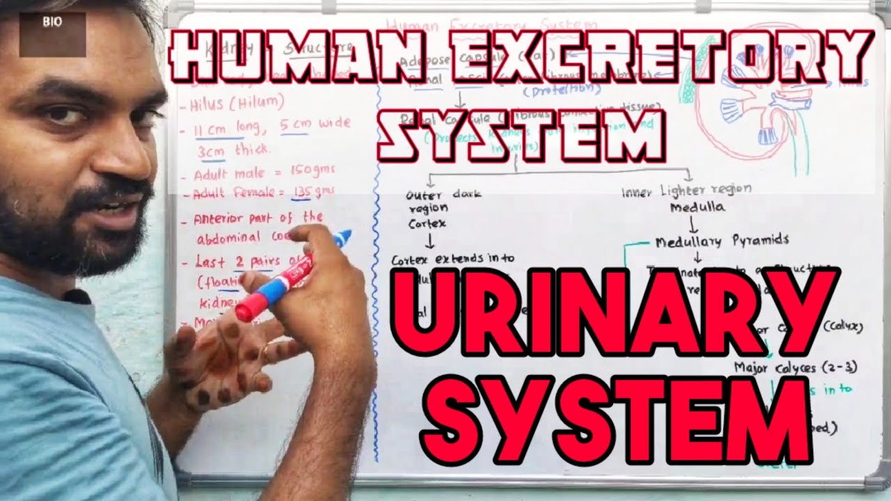 Human excretory system | Urinary System
