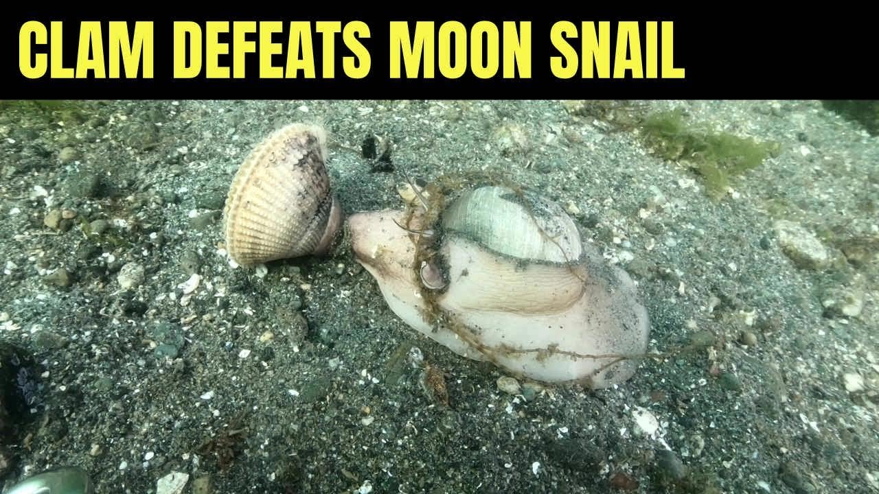 Clam Defeats Moon Snail 2 | Salish Sea Marine Wildlife