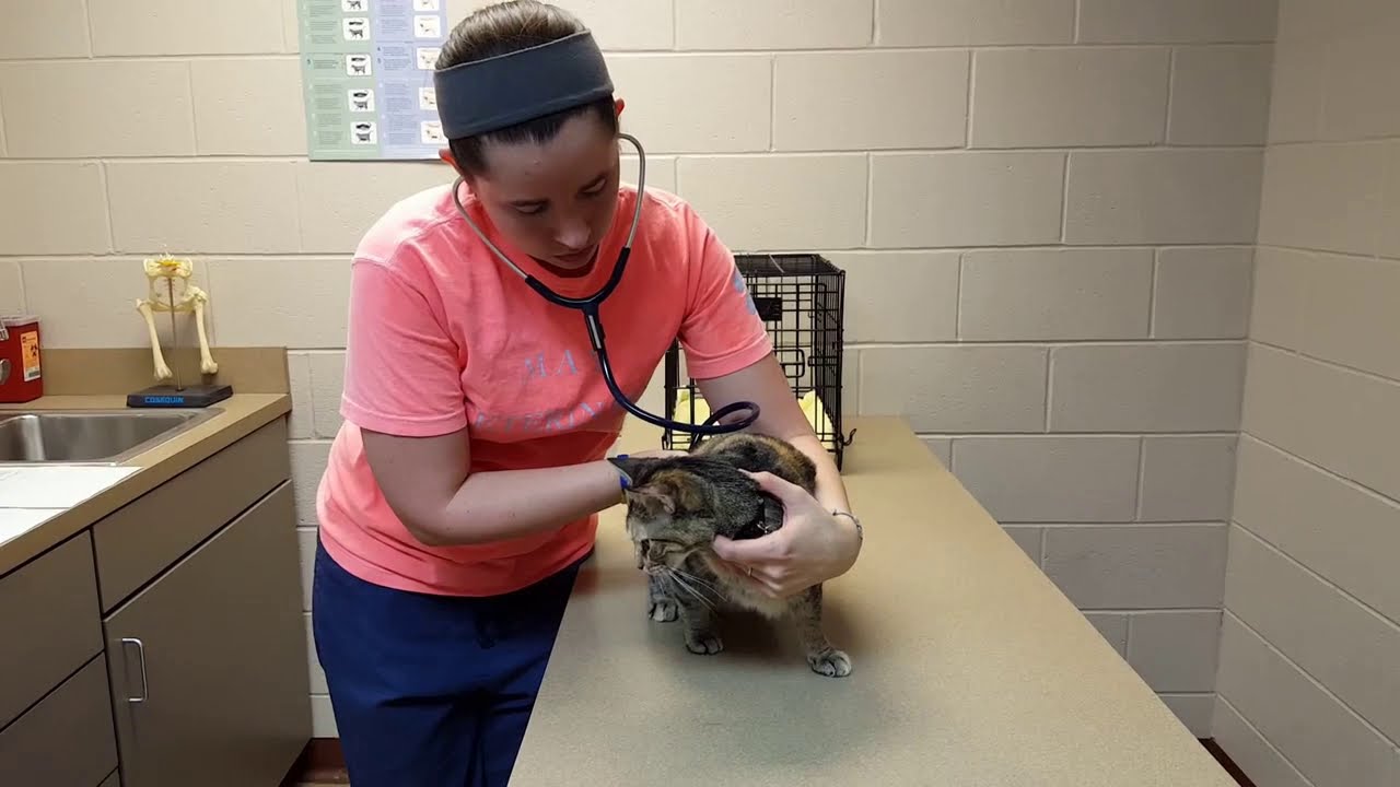 Pets Medical Assessments. Cute Unintentional ASMR 😻