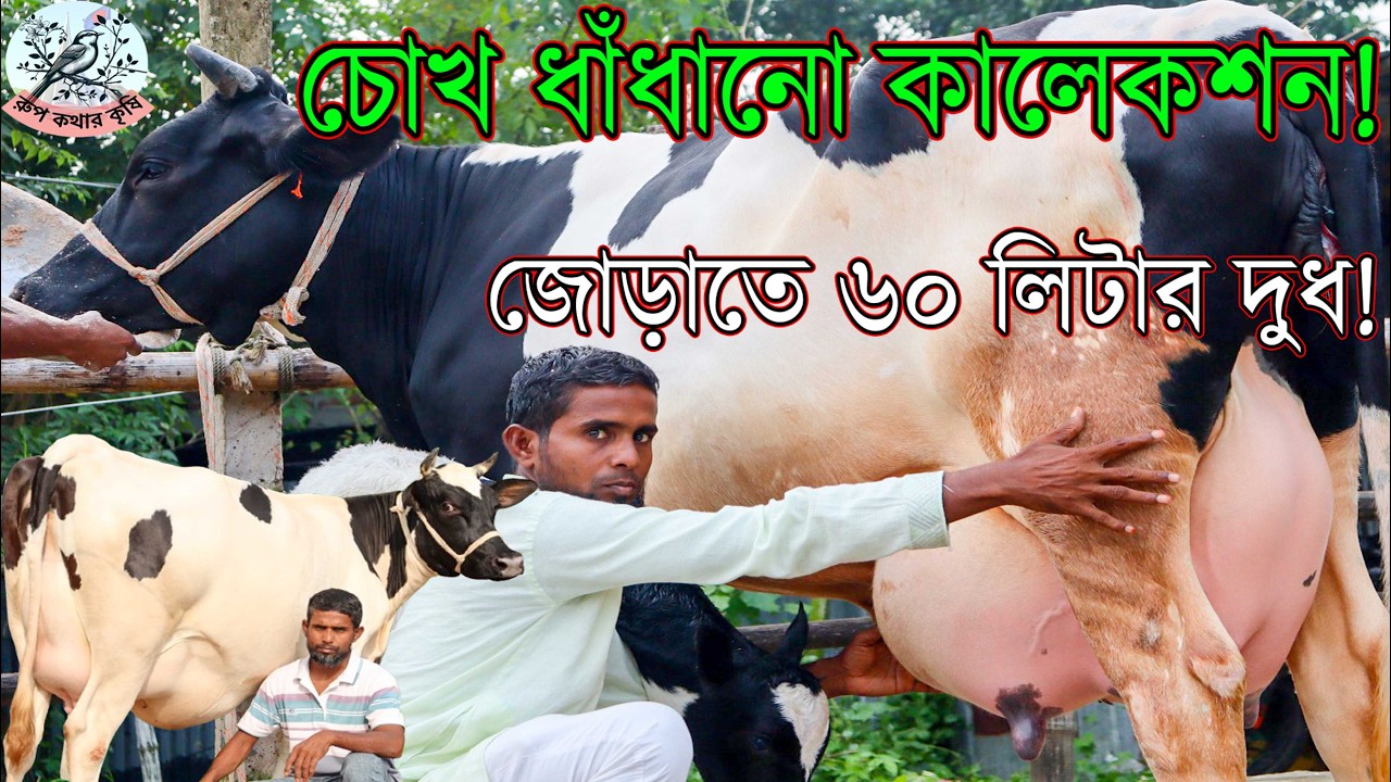 ঈদ উপলক্ষে জোড়া গাভী কিনলে গাড়ি ভাড়া ফ্রি!এক জোড়া গাভীতে ৬০ লিটার দুধের গ্যারান্টি।মাথা নষ্ট গাভী