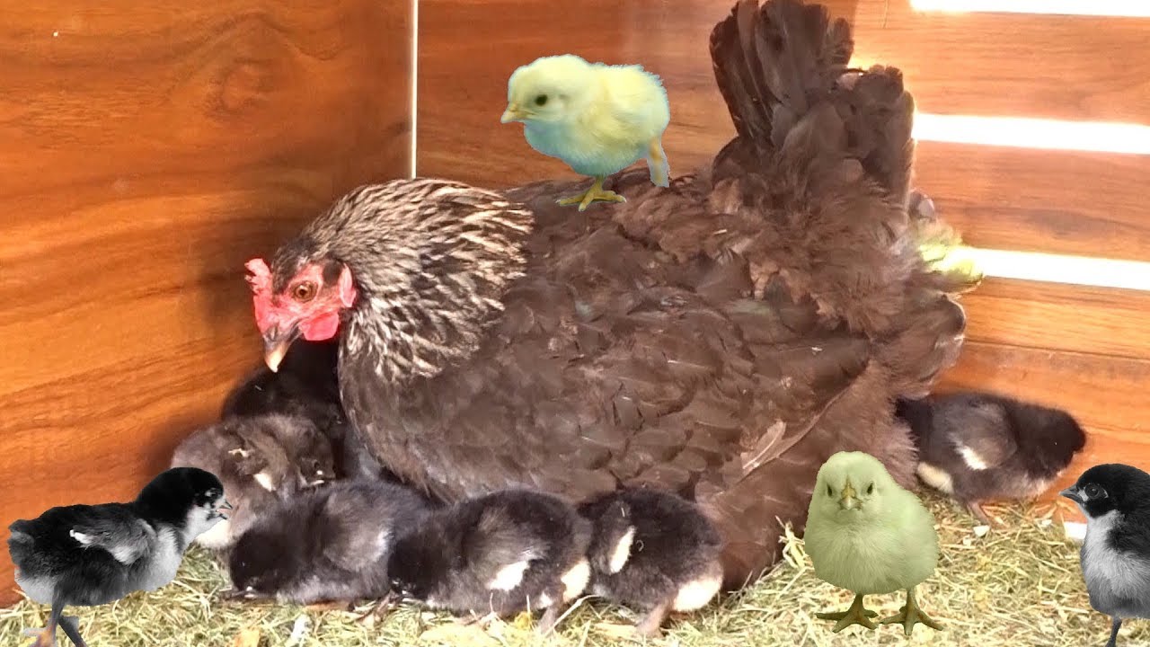 Лучшие моменты в жизни цыпочки. Эволюция за 4 месяца. Эпизод 1