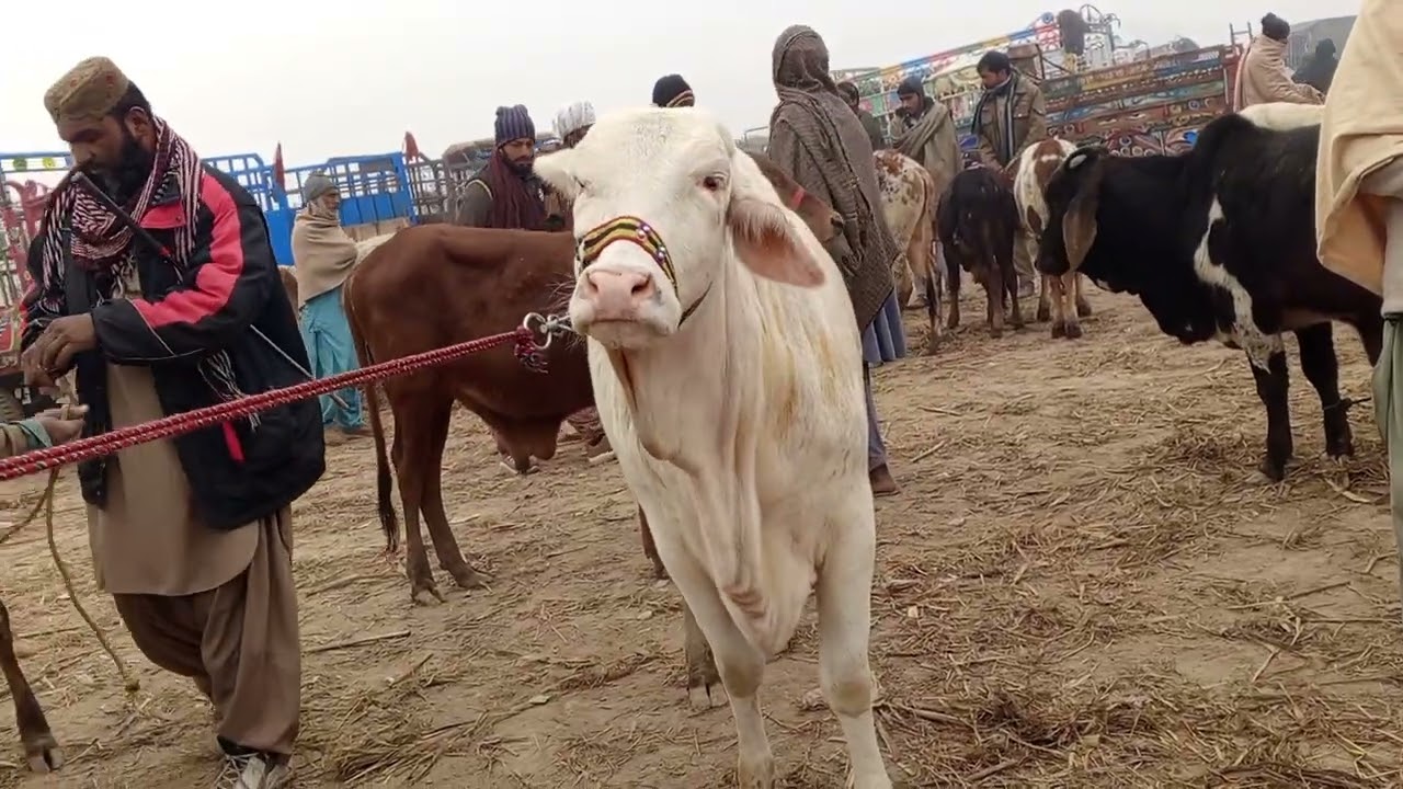 ماشاءاللہ ماشاءاللہ 
