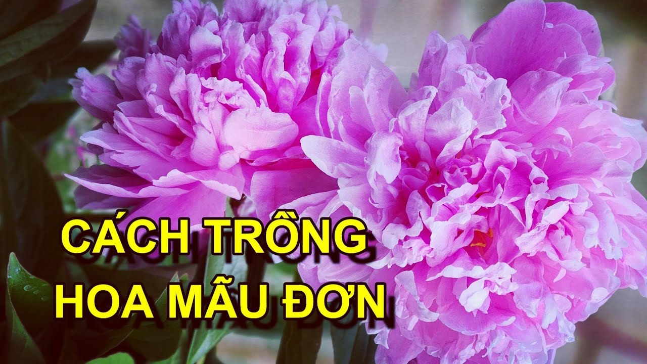 CÁCH TRỒNG HOA MẪU ĐƠN TRONG CHẬU
