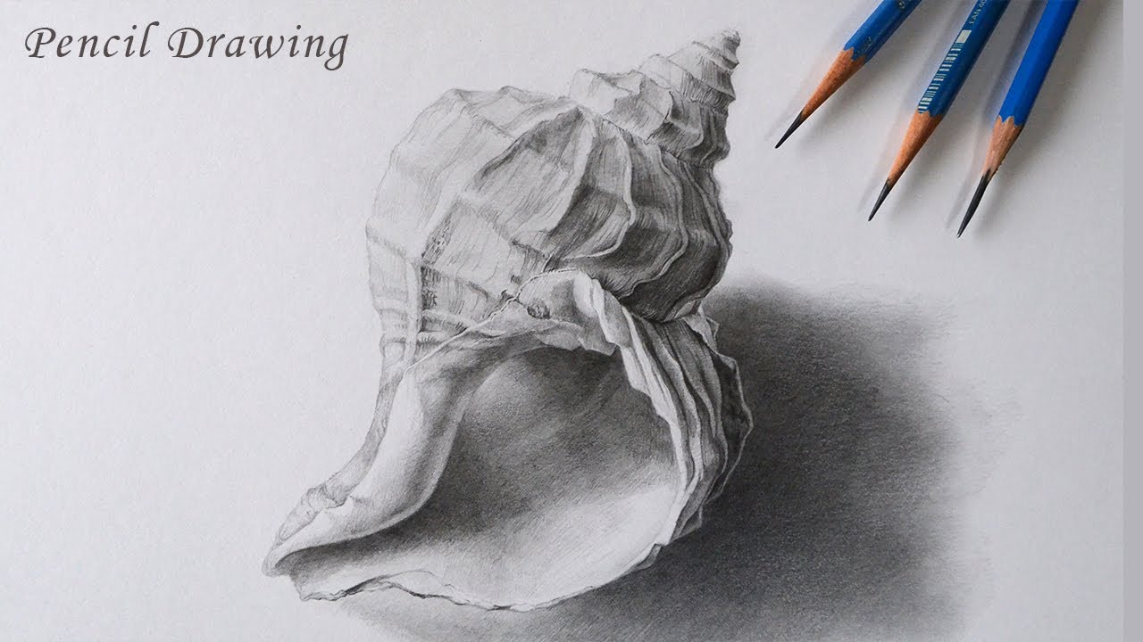 【鉛筆画】貝殻を鉛筆デッサンします。「鉛筆画の描き方」/drawing/art/pencil