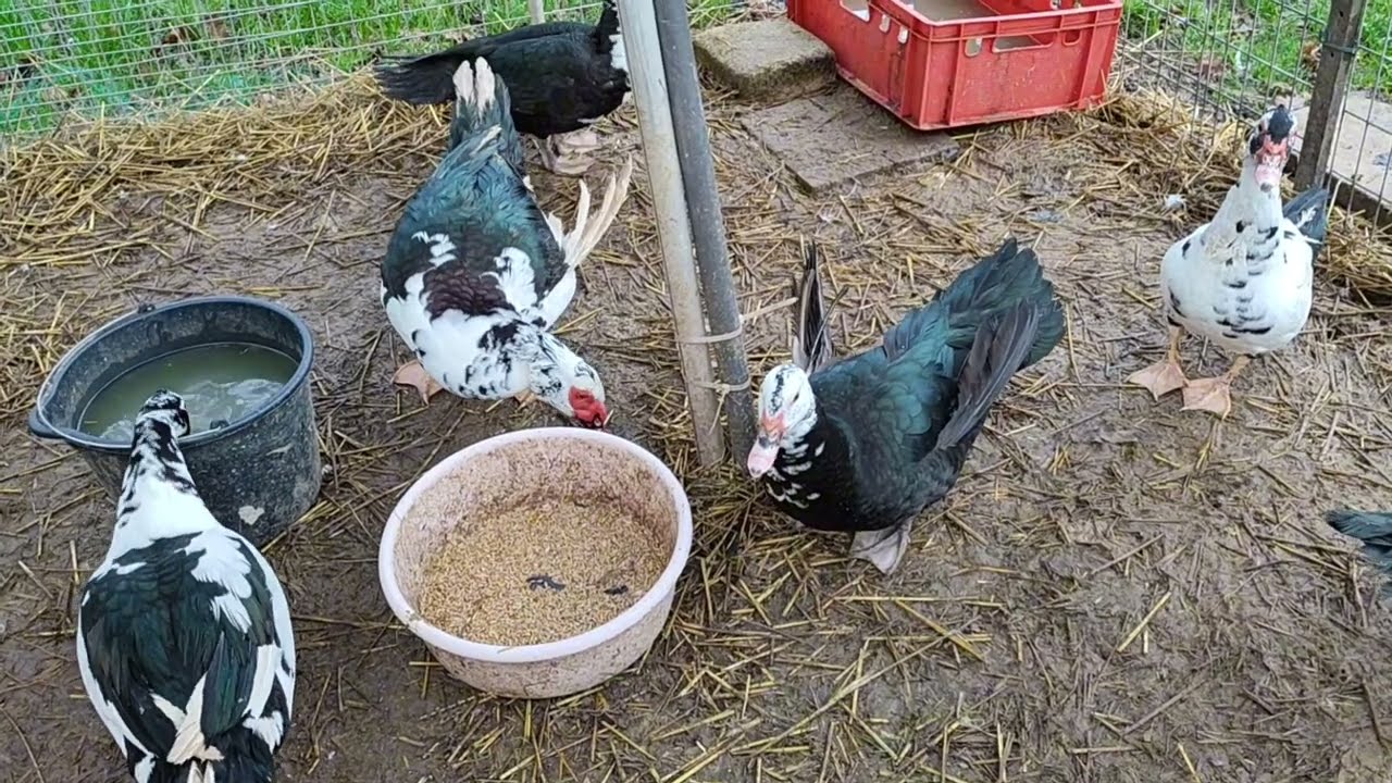 МУСКУСОВ СКОЛЬКО ИМ МЕСЯЦЕВ 🤔.СБОР ЯИЦ 🥚.ОНА ВИНОВАТА САМА,ПОЙМАЛА НА МЕСТЕ ПРЕСТУПЛЕНИЯ 🐔 🪓