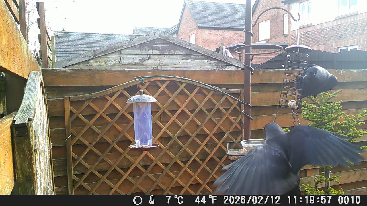 Garden Trail Camera 12th February 2026