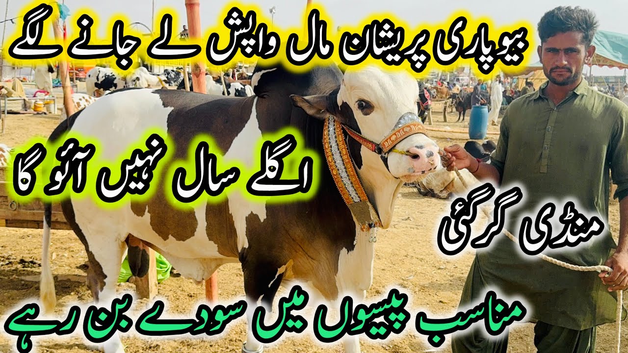 Northern Bypass Mandi Rates & Bargaining | Cow Mandi 2025 | Bakra Eid 2025