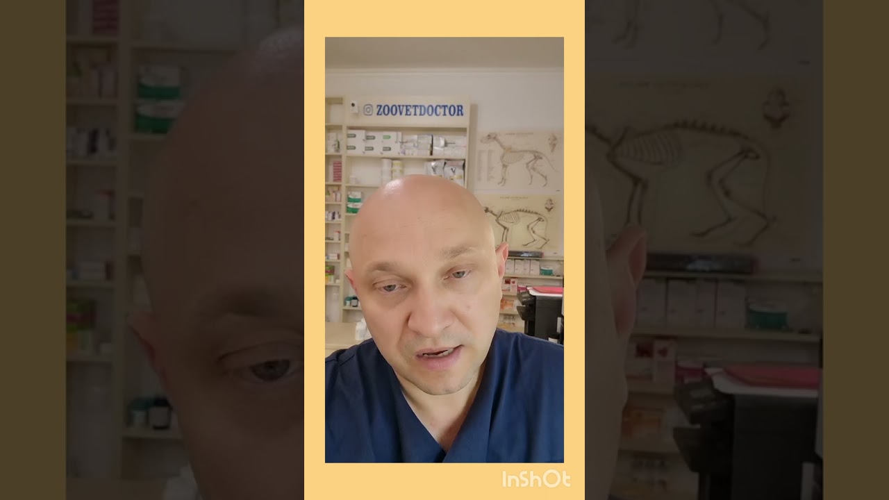 ТЭЛА, Тромбоэмболия у собак и кошек, пример и подсказка для Вас #ушаковдмитрий #Zoovetdoctor